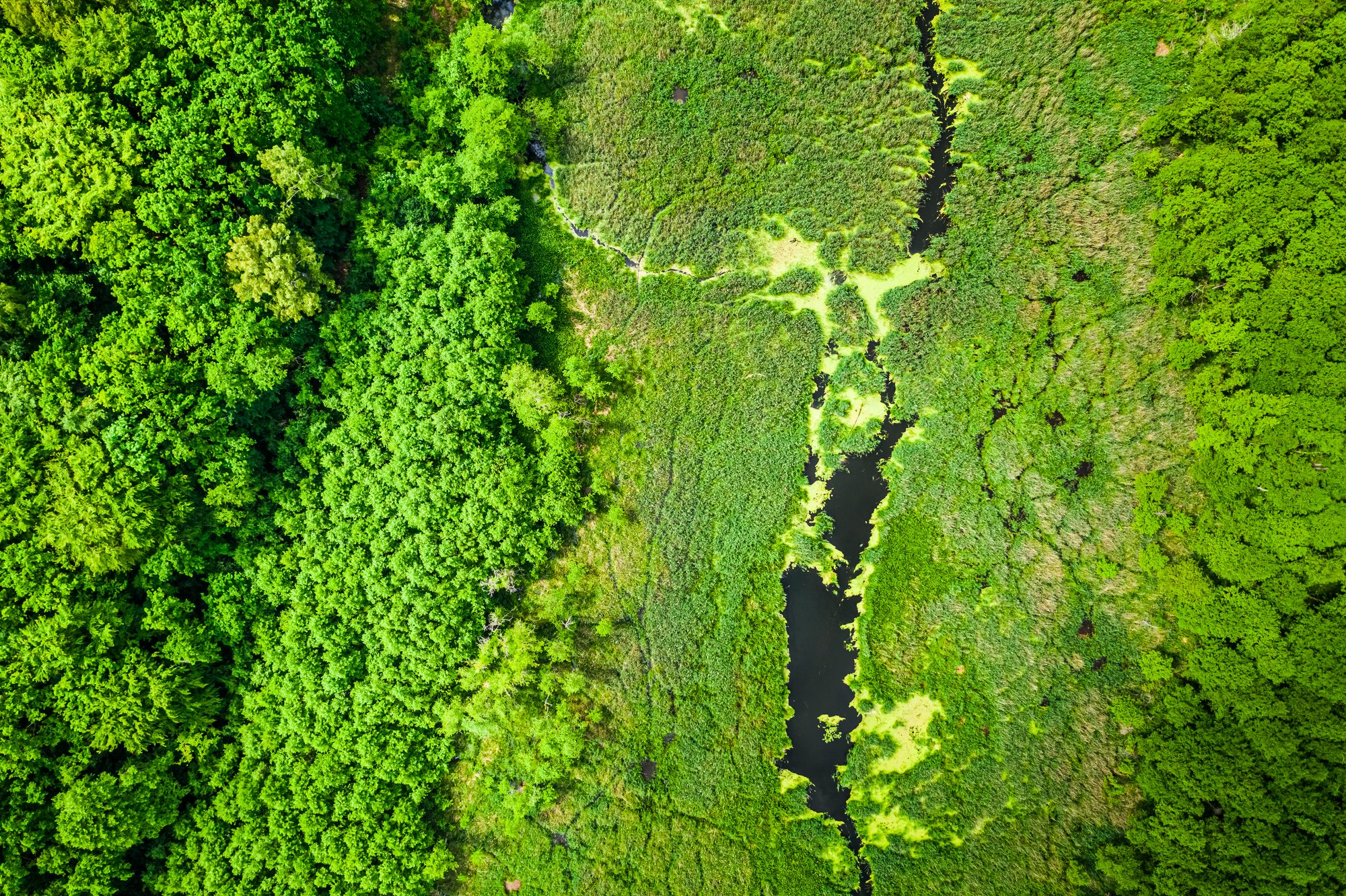 Biodiversidad y cumplimiento LIFE